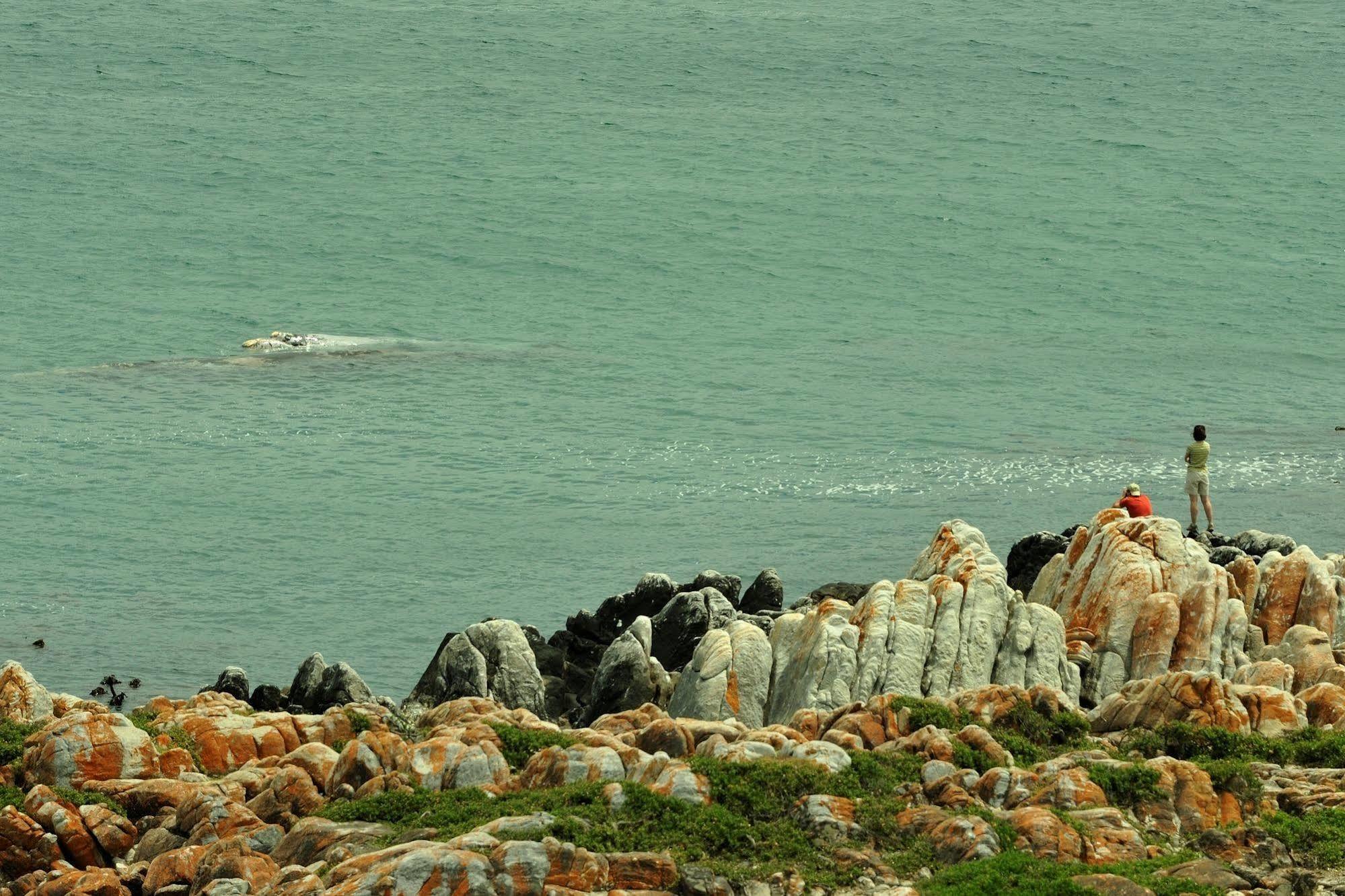 Whalesong Lodge Gansbaai Zewnętrze zdjęcie